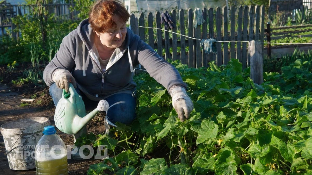 Перестаньте совершать эти 5 ошибок в уходе за огурцами: уберите их из практики и собирайте урожай вёдрами