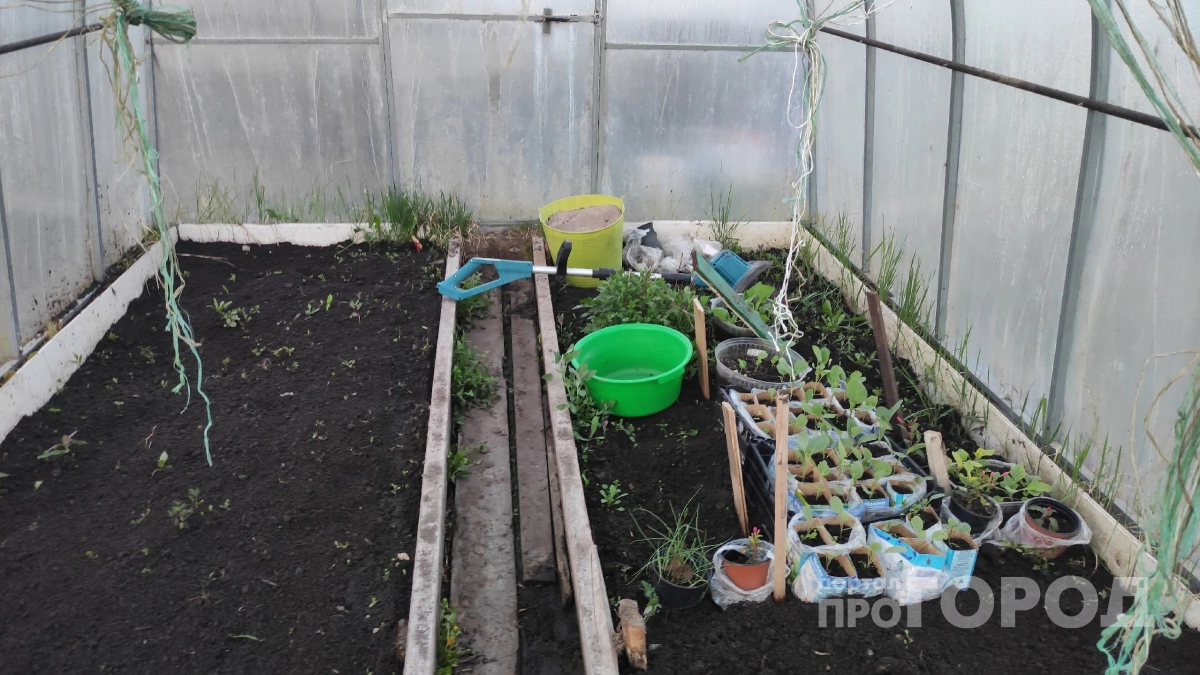 Земля в теплице будет плодородной и лёгкой, как пух: добавьте в почву это средство в мае - хитрый трюк высокой урожайности