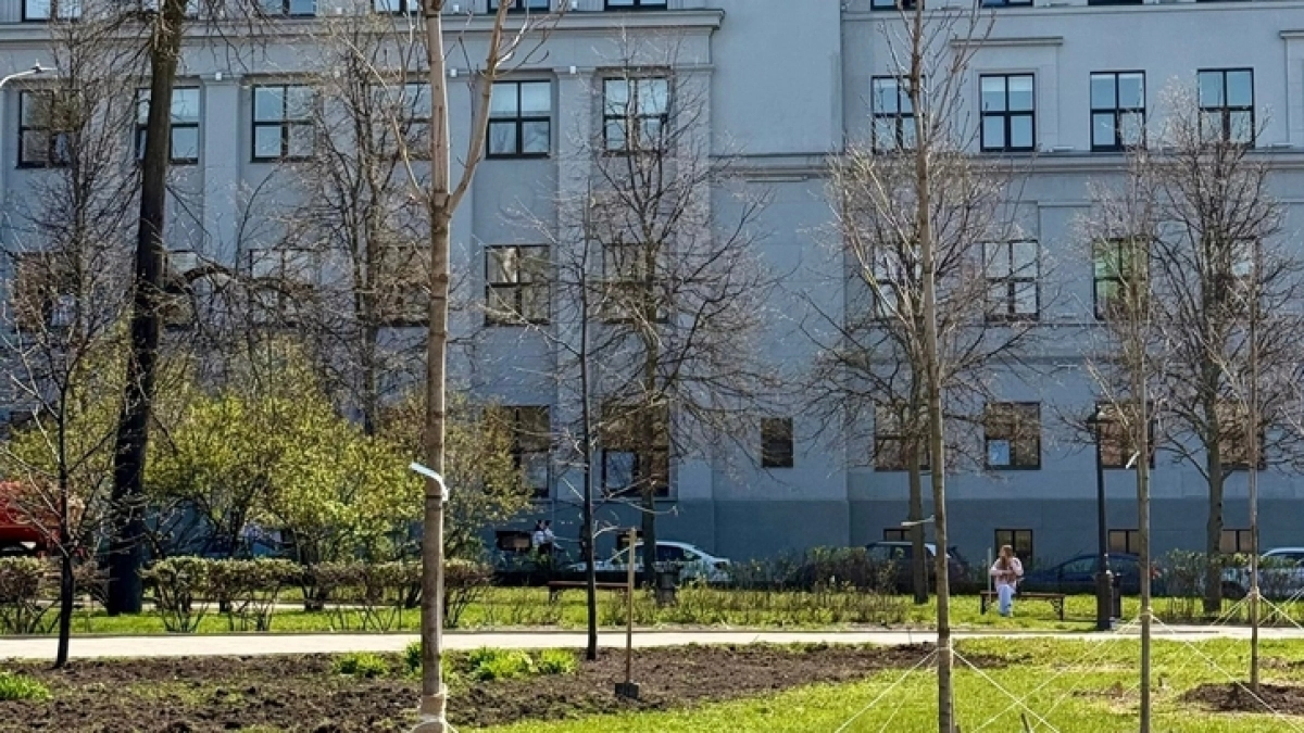 Новые рябины, клены, липы и сосны украсят Нижний Новгород в мае 