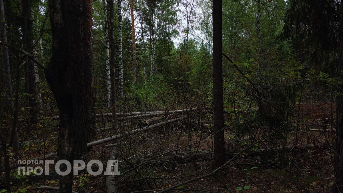 В Нижегородской области зафиксировали первый в этом сезоне лесной пожар