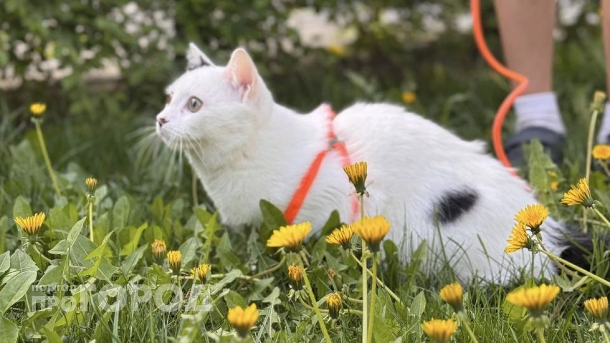 Кот удивил необычной привычкой, которую раньше не замечала