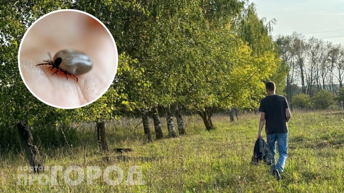 Не лейте масло: терапевт предупредил о смертельно опасной ошибке при укусе клеща