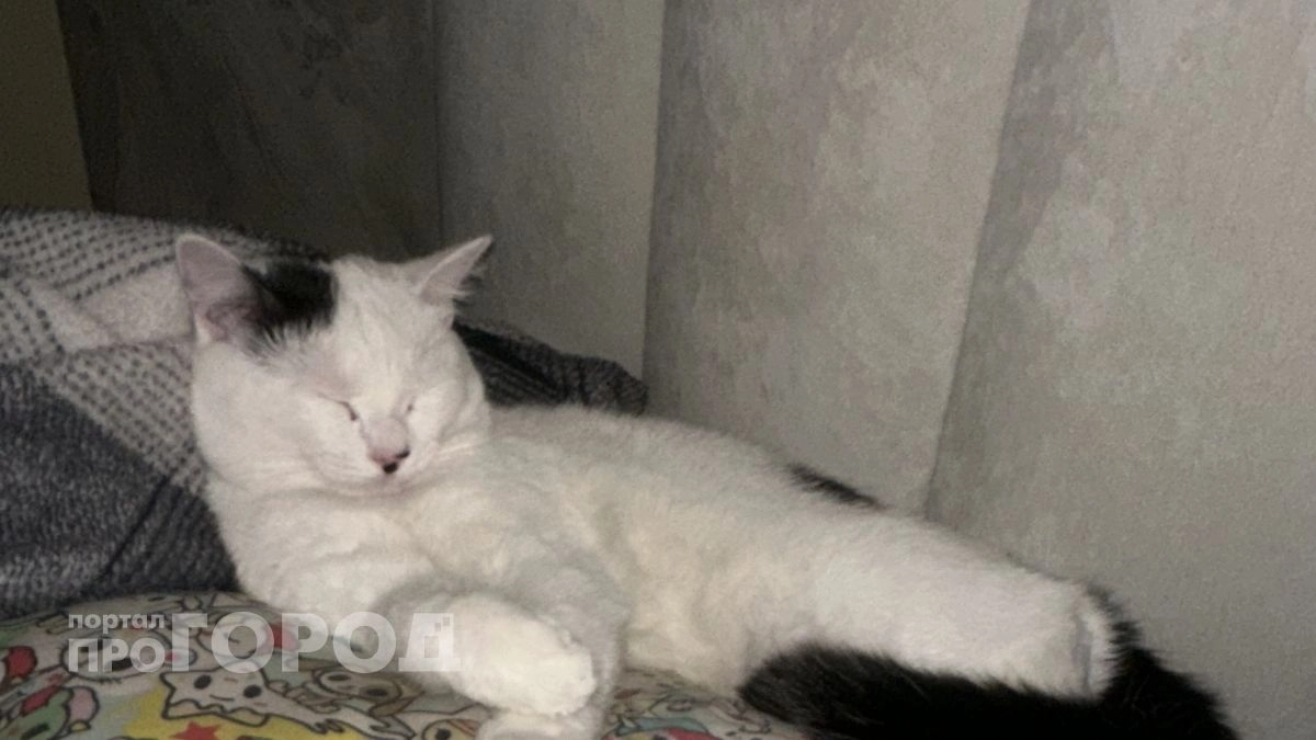 Новый язык любви: кошки показывают этот жест в знак того, что выбрали вас в качестве спутника
