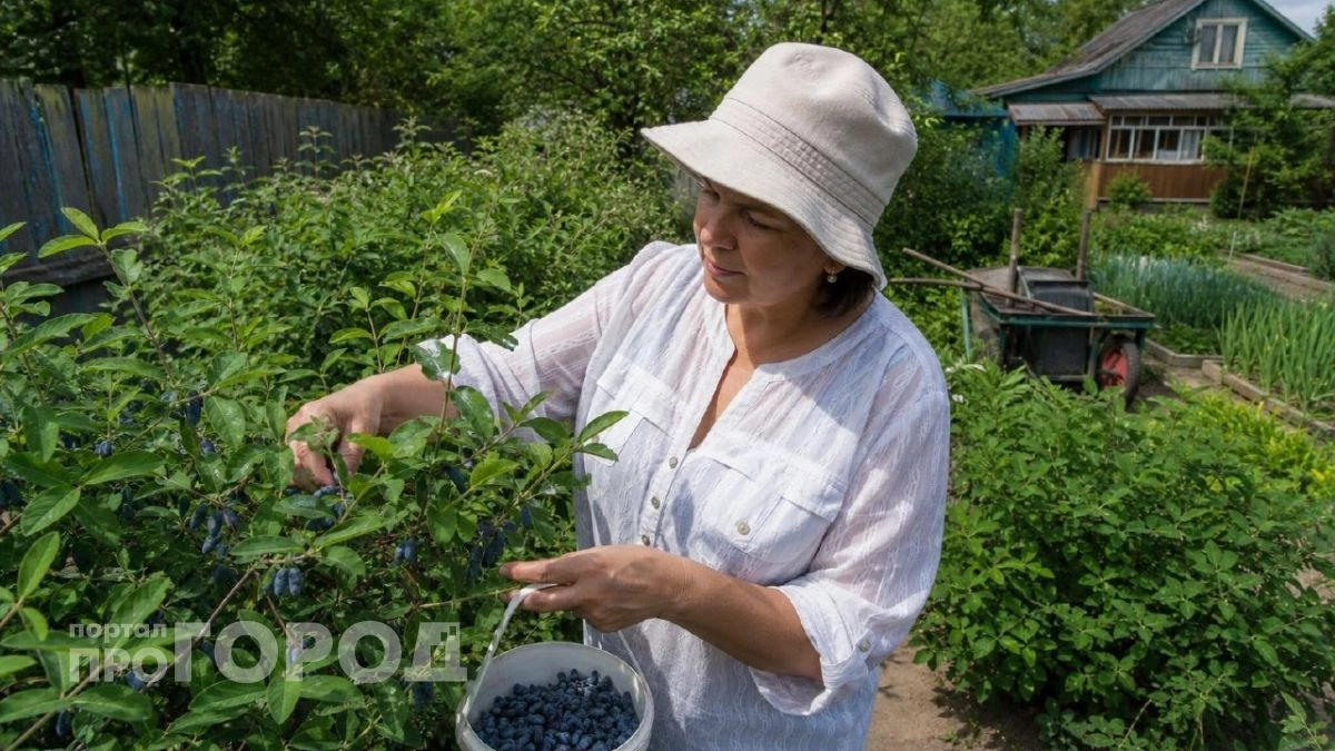 Почему вам нужно посадить у себя в саду жимолость: в чем польза и лучше сорта
