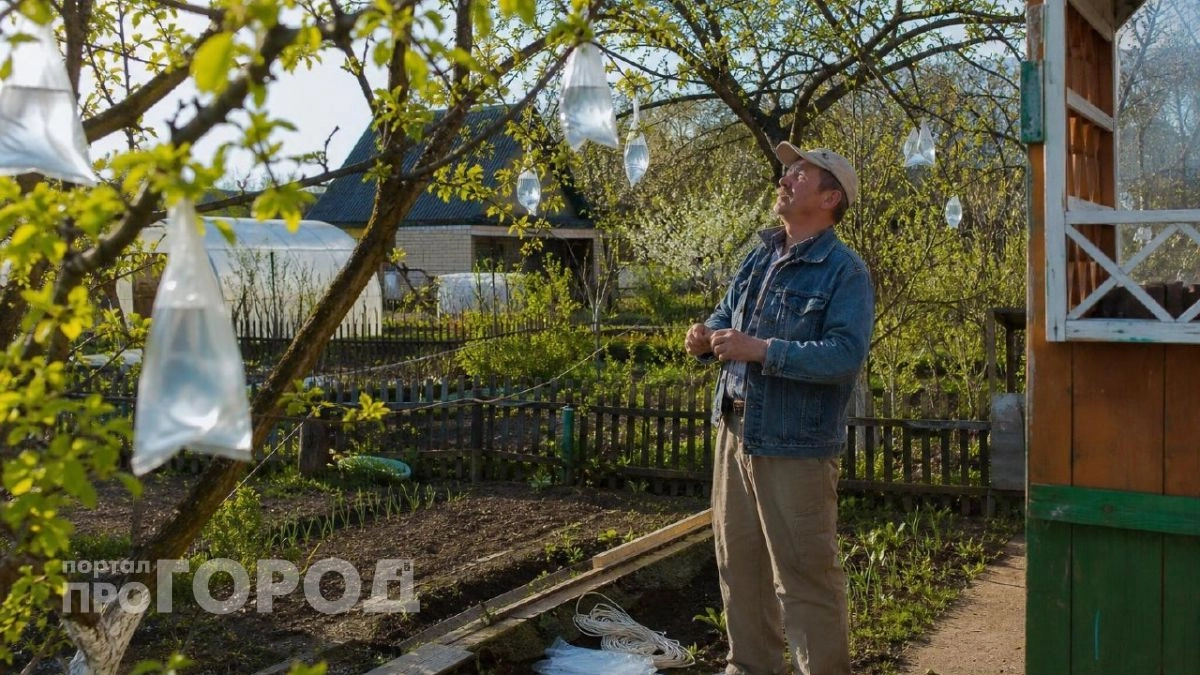 Соседи крутили у виска, а теперь тоже так делают: пакет с водой спасет урожай лучше любых химикатов