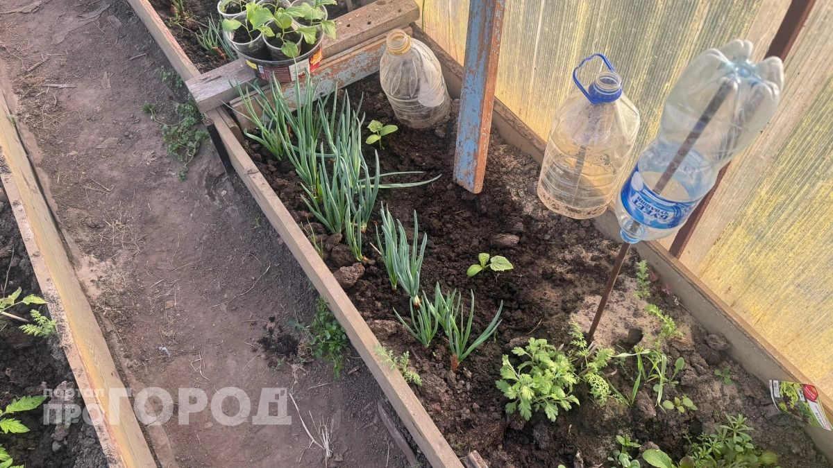 30 граммов в лейку – и лук растет на зависть всем соседям: перья зеленеют, головка наливается