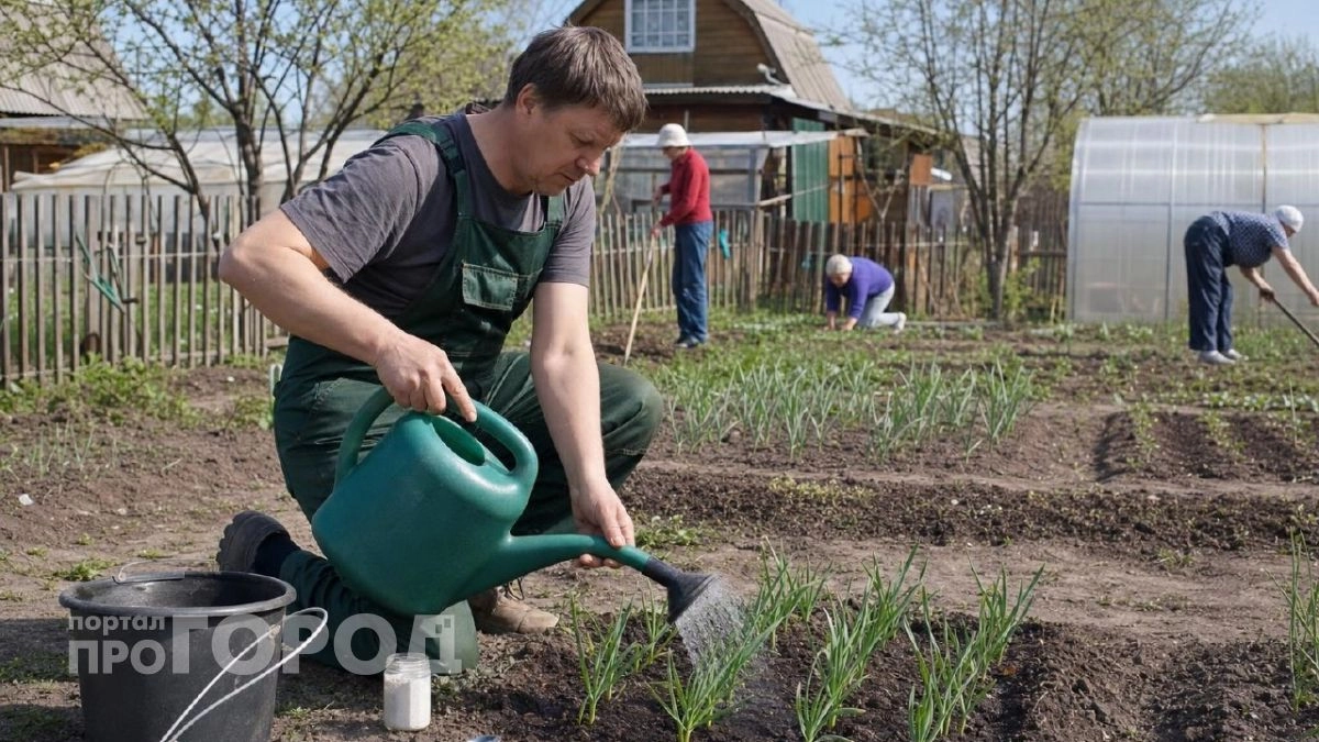 Не зола и не удобрение: 1 ложка на ведро воды защищает чеснок лучше любой химии