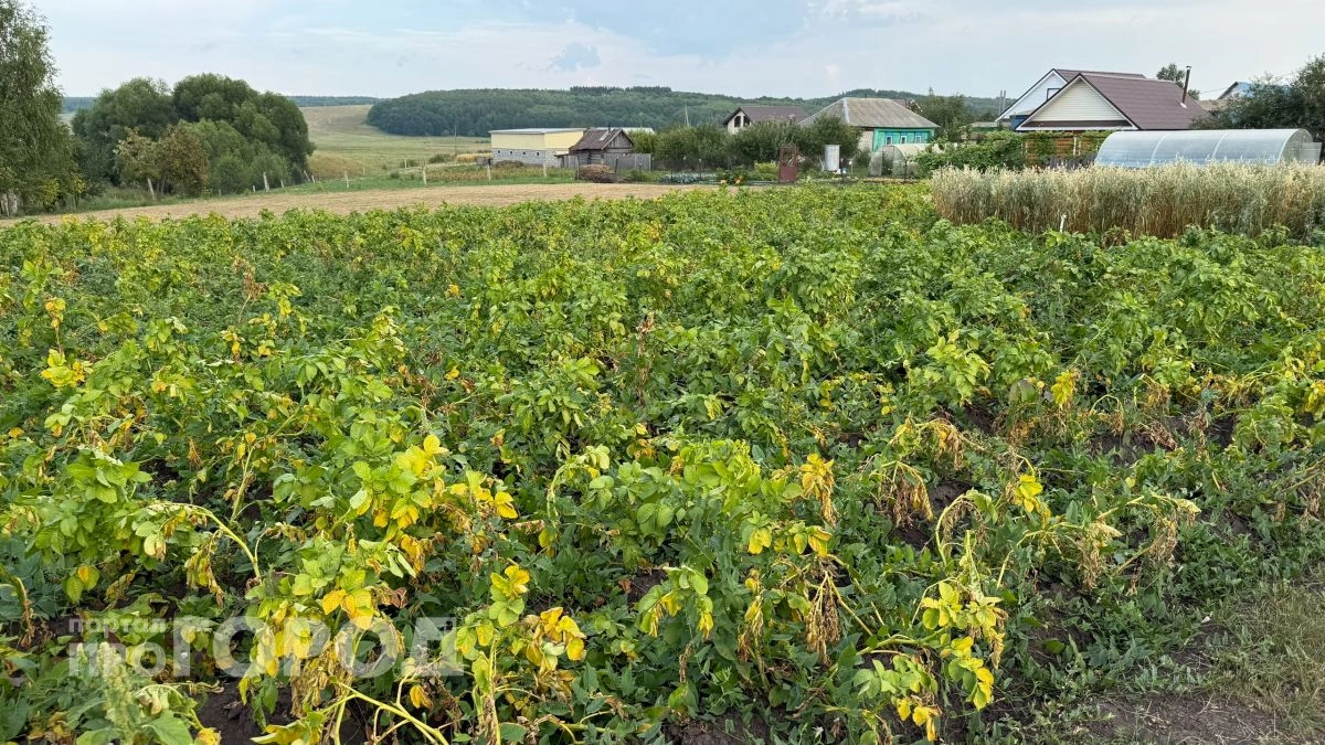 Как защитить картошку от жука, фитофторы и засухи одновременно: забудьте про привычные средства
