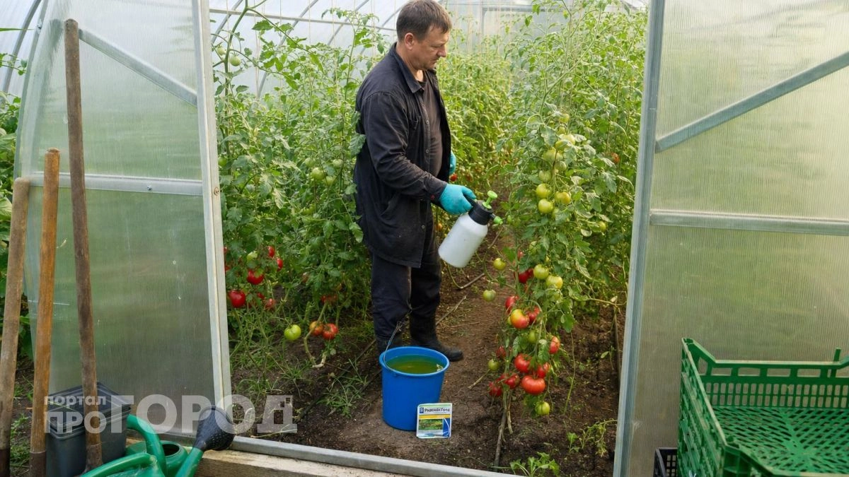 Больше не выбрасываю почерневшие кусты: провожу всего три обработки за сезон и забываю про фитофтору навсегда