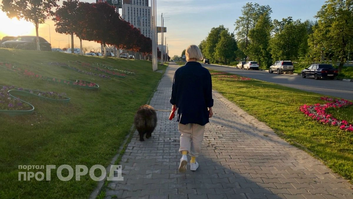 Что делать нижегородцам, если укусила чужая собака