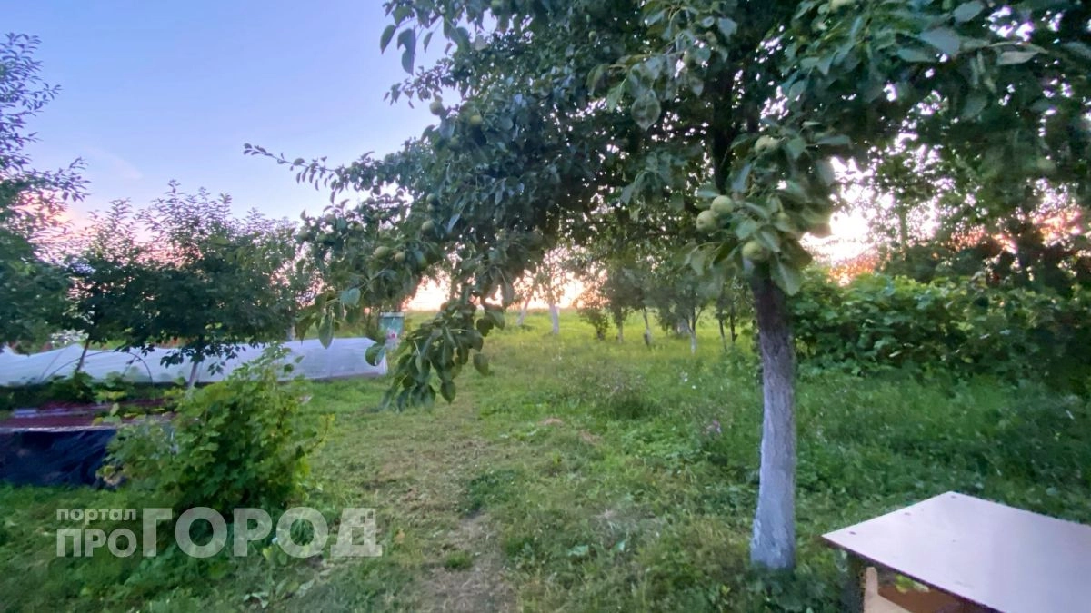 Не бархатцы и не чеснок: сажаем под яблоней 3 невысоких кустика – муравьи с тлей все лето обходят дерево за версту