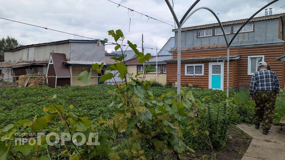 Вся тля вымерла за ночь: просто опрыскал и лег спать - дедовская хитрость