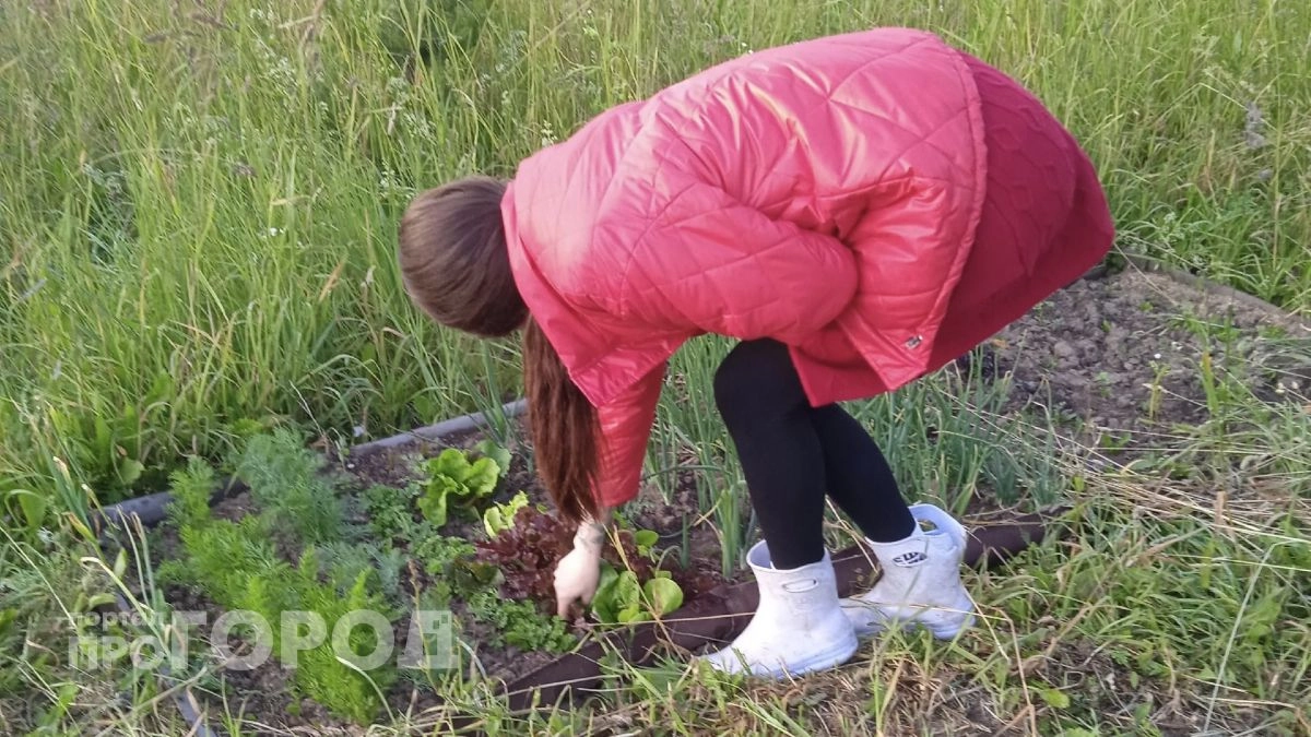 Квас из чистотела спас от многих болезней наших бабушек: вот как делают его в наши дни