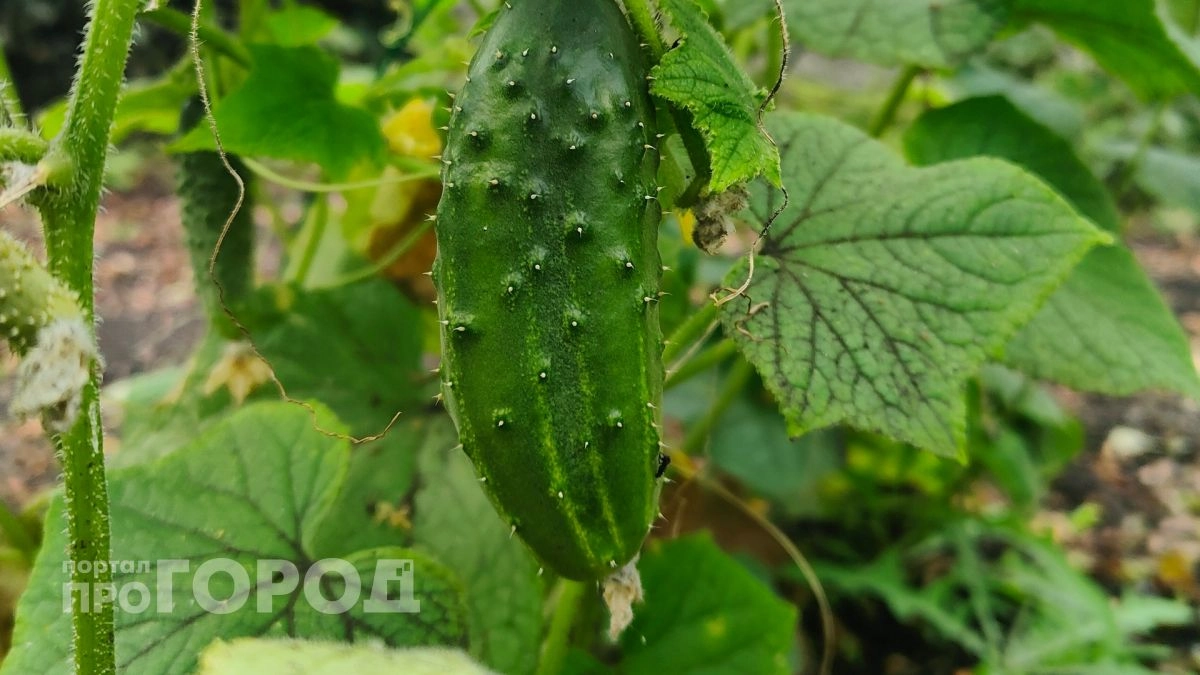 Огурцы прут как на дрожжах: дачники массово переходят на эту подкормку