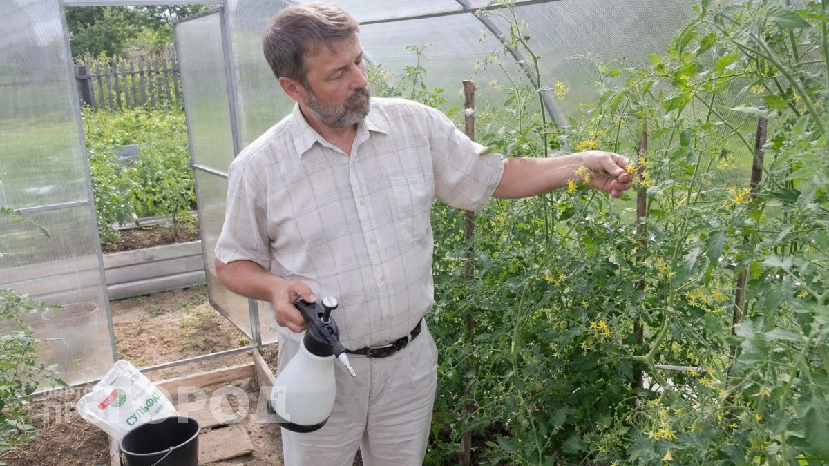 Три года губил томаты борной кислотой: как я научился опрыскивать кусты без потери завязей и пустоцветов