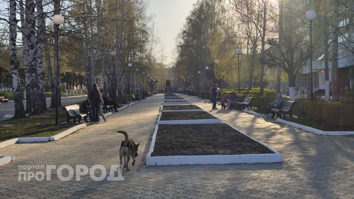 Прокуратура взяла на поводок дела о нападении собак на детей в Выксе и Шахунье 