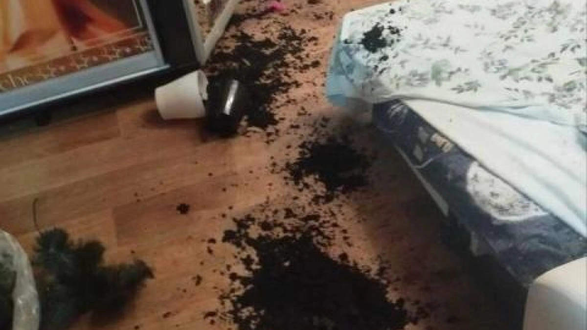 В Арзамасе «охотники за привидениями» усмирили полтергейста после двух лет жалоб