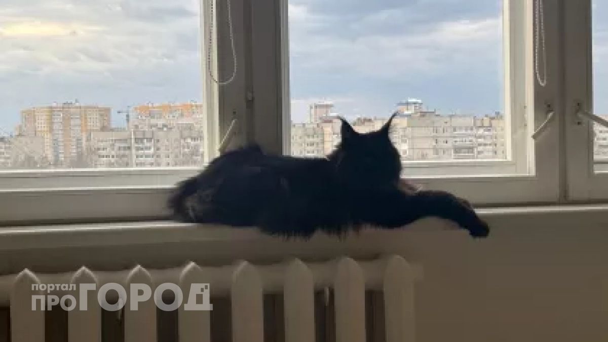 Почему кошки внезапно уходят из дома и не возвращаются: ветеринары бьют тревогу и просят не игнорировать эти сигналы
