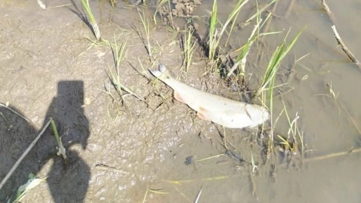 Вонь, мертвая рыба и черная вода: в Большеболдинском районе кто-то "загадил" реку
