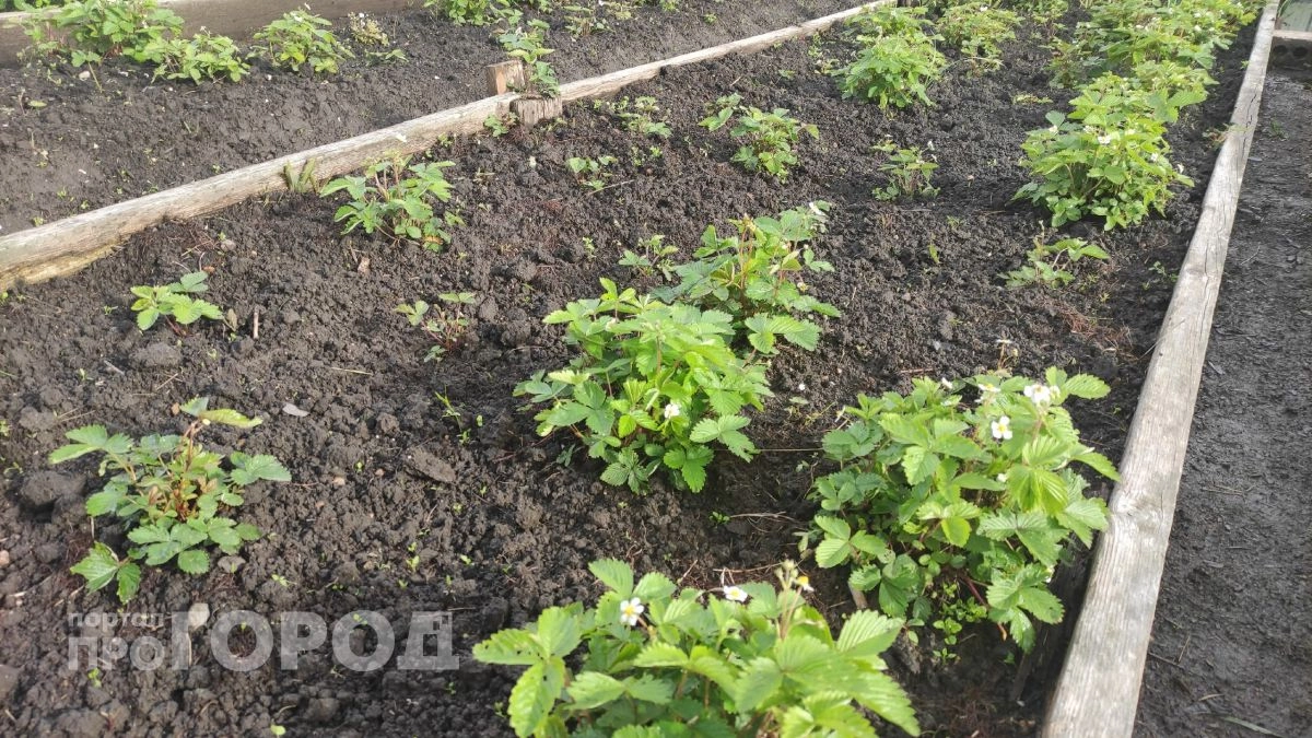 Посыпала грядки корицей и забыла про тлю, белокрылку и паутинного клеща