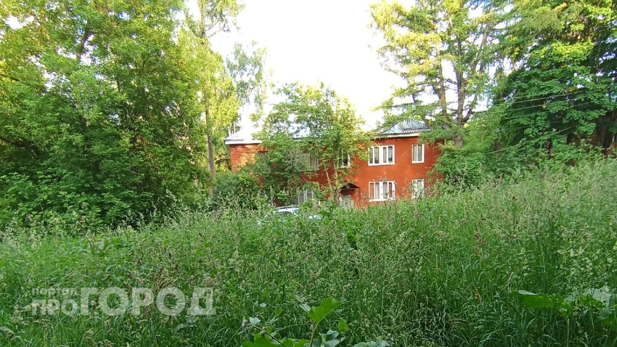 "Дворы по пояс в траве": нижегородцы жалуются на заросли бурьяна во дворах