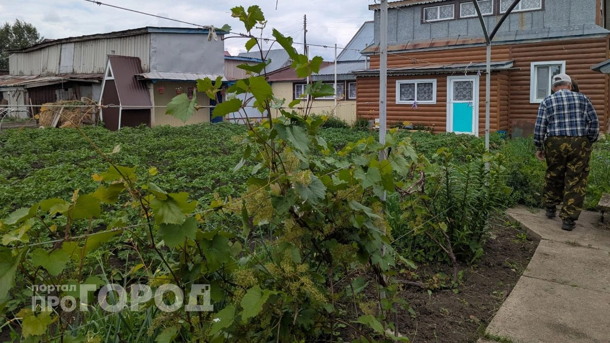 Сорняки мигом завянут: развожу 1 стакан на ведро и поливаю вечером — утром огород уже чист