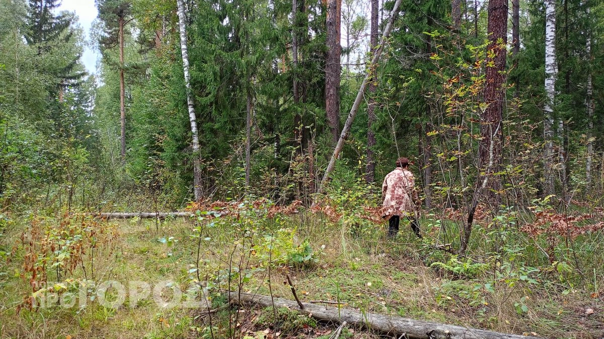 В нижегородских лесах объявлена пожарная опасность: часть территорий закрыта для посещения