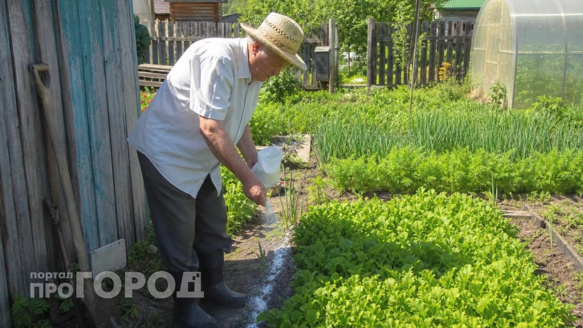 Больше никакой тли и муравьев: забытый порошок из аптеки выкашивает всю колонию целиком