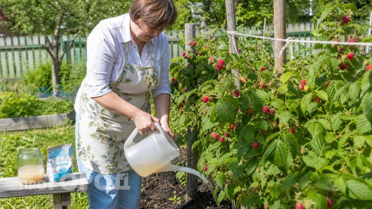 Сыплю под малину 3 ложки этой копеечной смеси: кусты стоят мощными а ягоды наливаются размером с грецкий орех