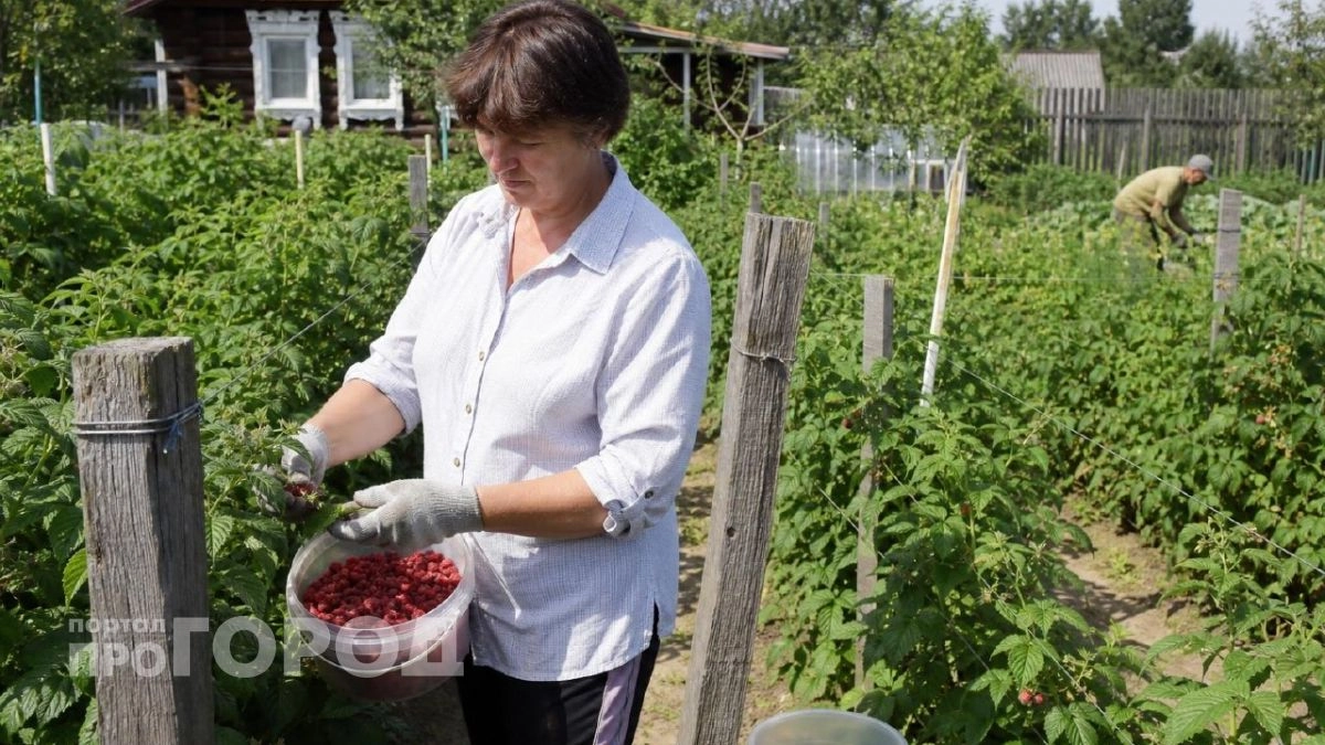 Полено для малины: кусты не разрастаются по участку, а ягоды собираю ведрами
