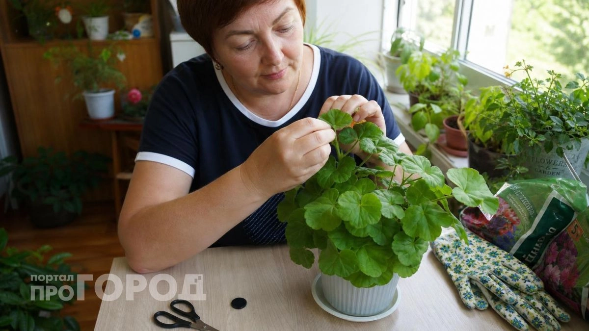 Пышный куст герани формируется очень легко - показываю самые важные правила 