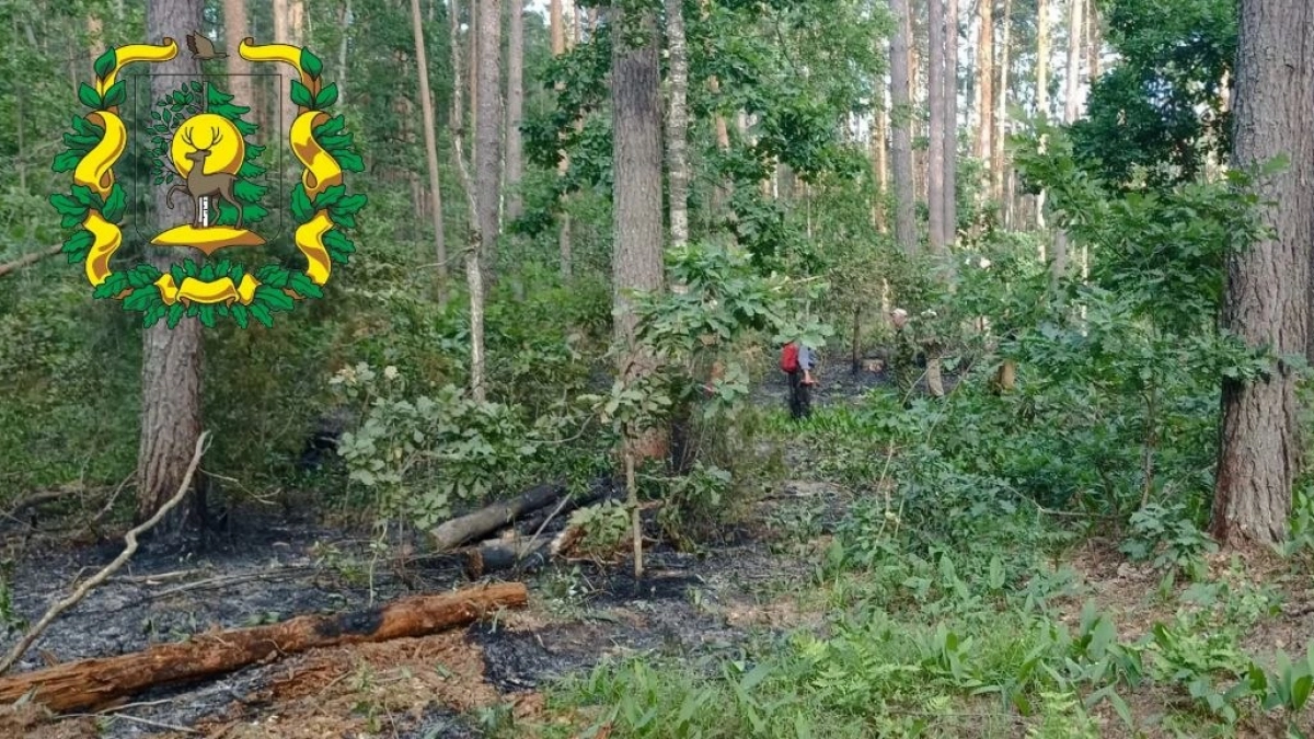 Первый раз в этом году лесной пожар зафиксировали в Нижегородской области