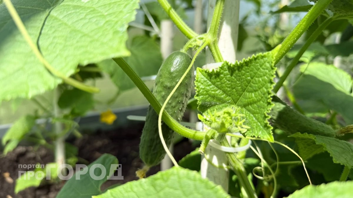 Теперь собираю урожай огурцов до ноября: армянская бабушка рассказала о кефирном методе