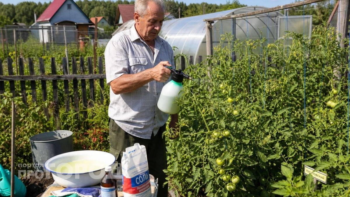Больше не трачусь на дорогую химию: мои томаты ломятся от завязи после полива этим копеечным раствором