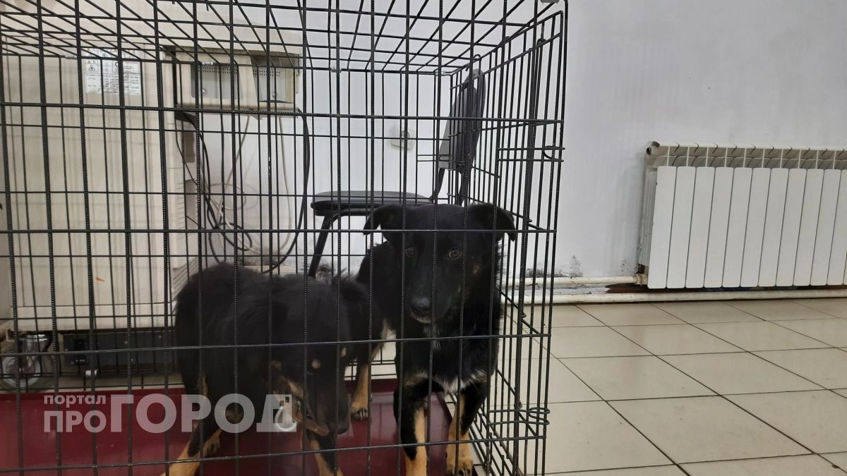 В Кстовском районе из-за бешенства запретили выставки животных