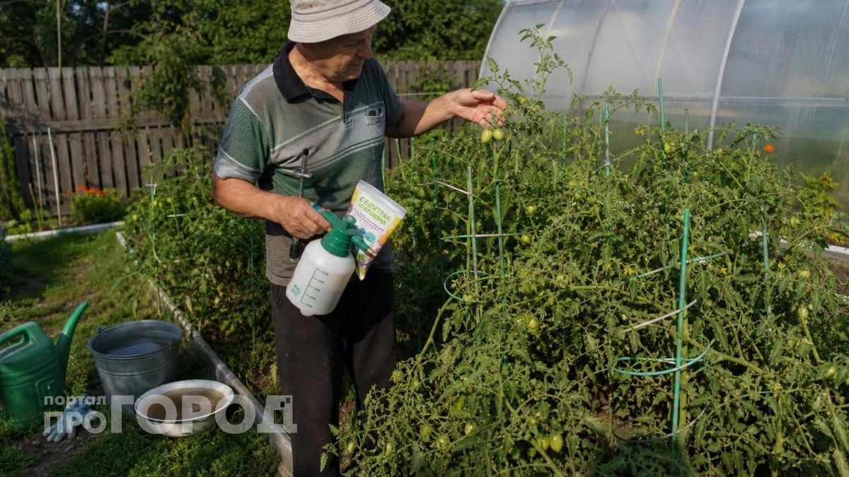 Забудьте про мелкие плоды: всего три простых приема превращают обычные кусты в рекордсменов по весу томатов