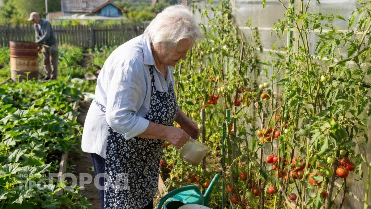 Добавляю этот простой состав под корень томатов: кусты стоят усыпанные плодами и плодоносят до самых заморозков