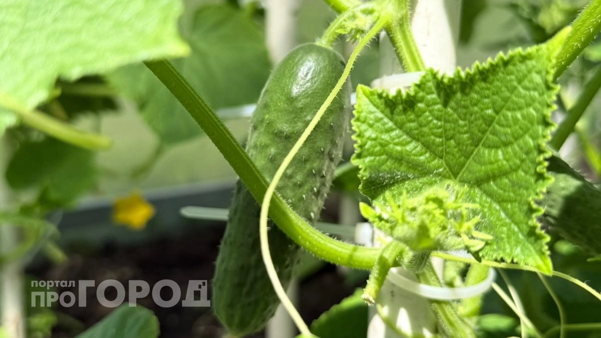 Соседи спрашивали, зачем я поливаю огурцы содой, пока сами не увидели эффект: хрустящий урожай собираю ведрами
