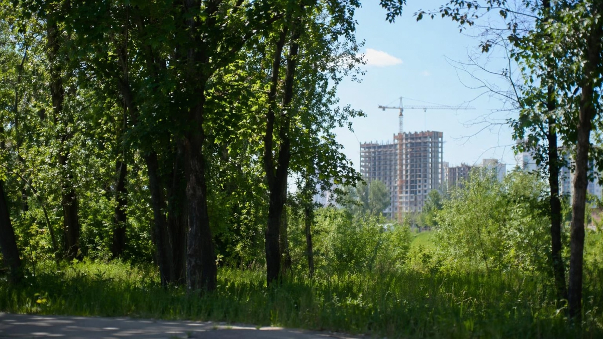 Жители Щербинок-2 пожаловались Бастрыкину на вырубку леса ради теннисного парка