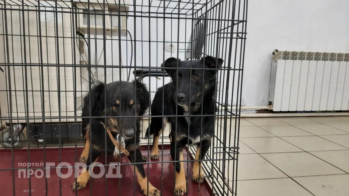 Два очага бешенства выявили в Нижегородской области: там запретили охоту и ярмарки