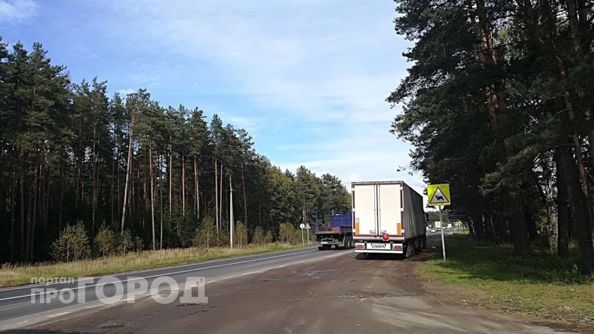 Нижегородцам разъяснили порядок действий при ДТП с диким животным