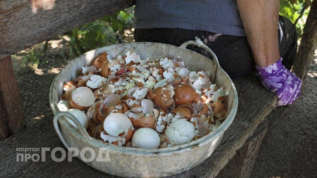 Яичная скорлупа - сокровище для сада: спасет розы и грядки с чесноком