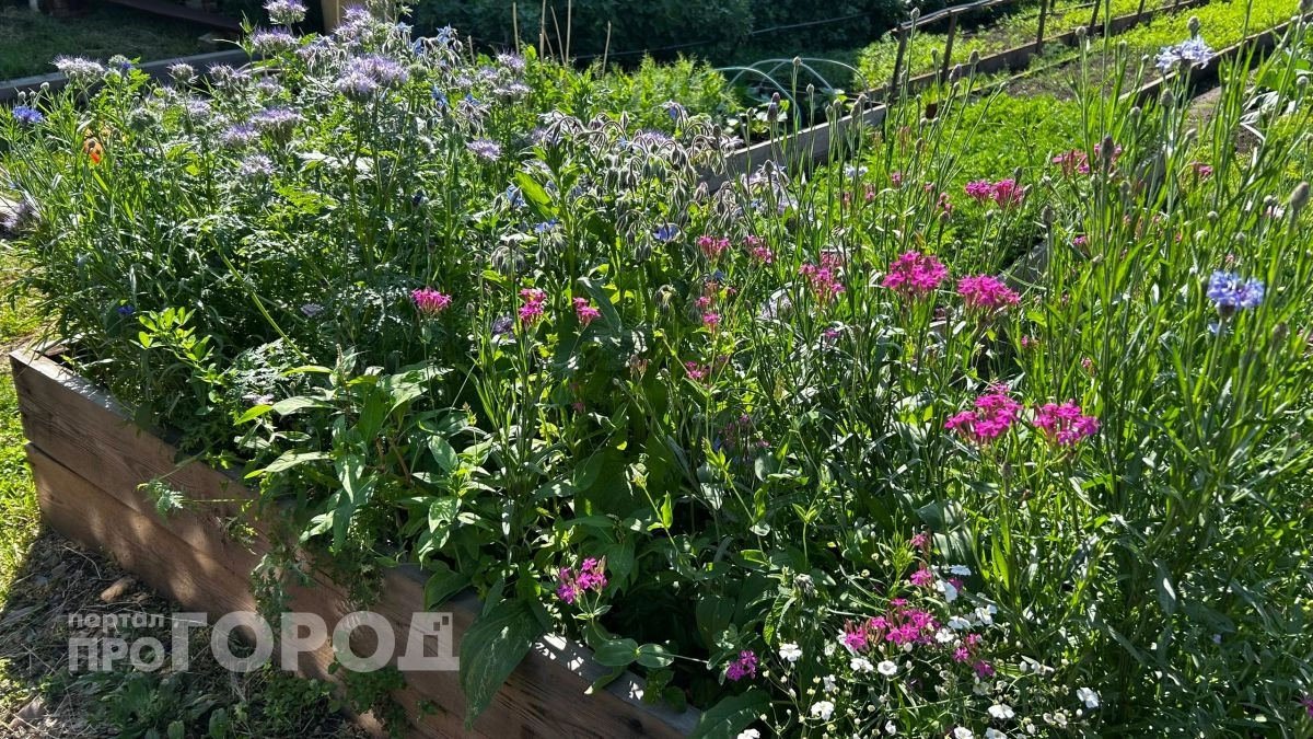 Этот цветок цветет до самых заморозков и почти не требует ухода: соседи постоянно спрашивают название