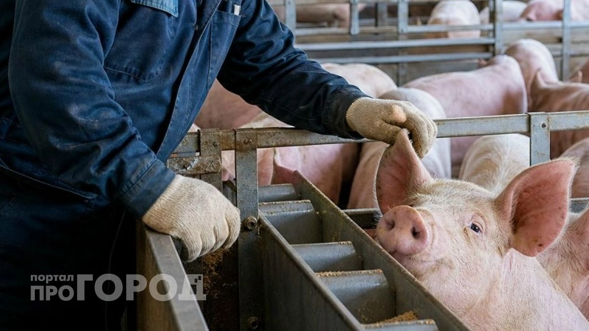 Африканская чума свиней добралась до Ковернинского района