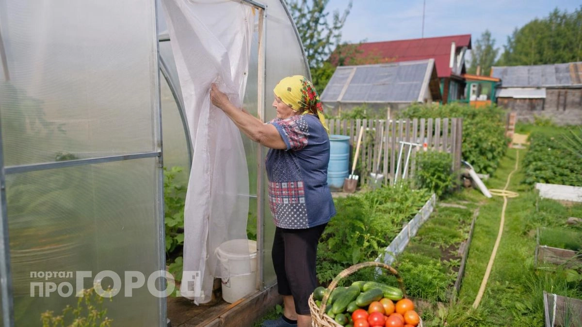 Повесила тюль на вход в теплицу и не нарадуюсь — решила сразу многие проблемы