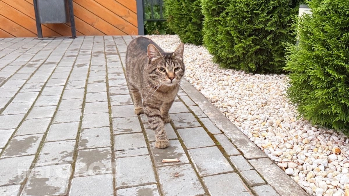 Что делают кошки, когда на пороге дома большая беда: 3 верных сигнала