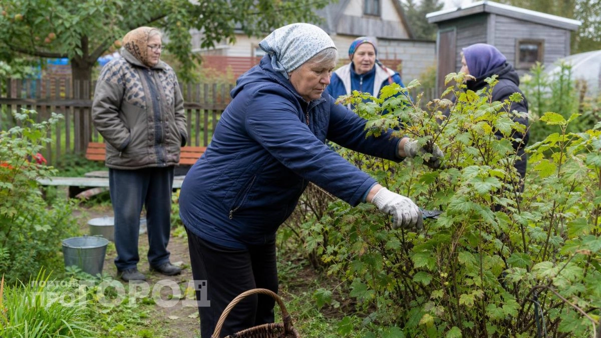 Дед 40 лет не подпускал никого к этой яблоне: я спилил дерево и понял причину столь странного запрета
