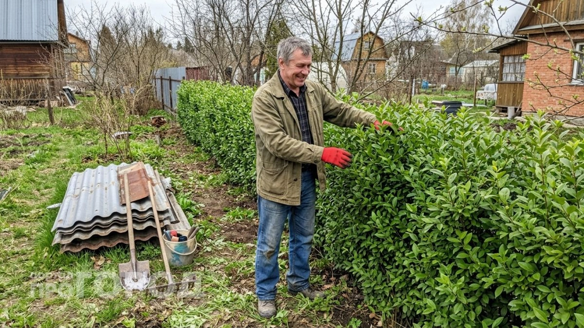 Почему живые изгороди из туи — ошибка для нашего климата: 5 альтернатив, которые не вымерзают зимой