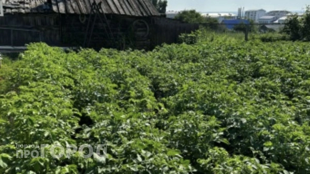 После 2 августа лето будто заканчивалось: почему наши предки именно в этот день начинали менять привычный дачный распорядок