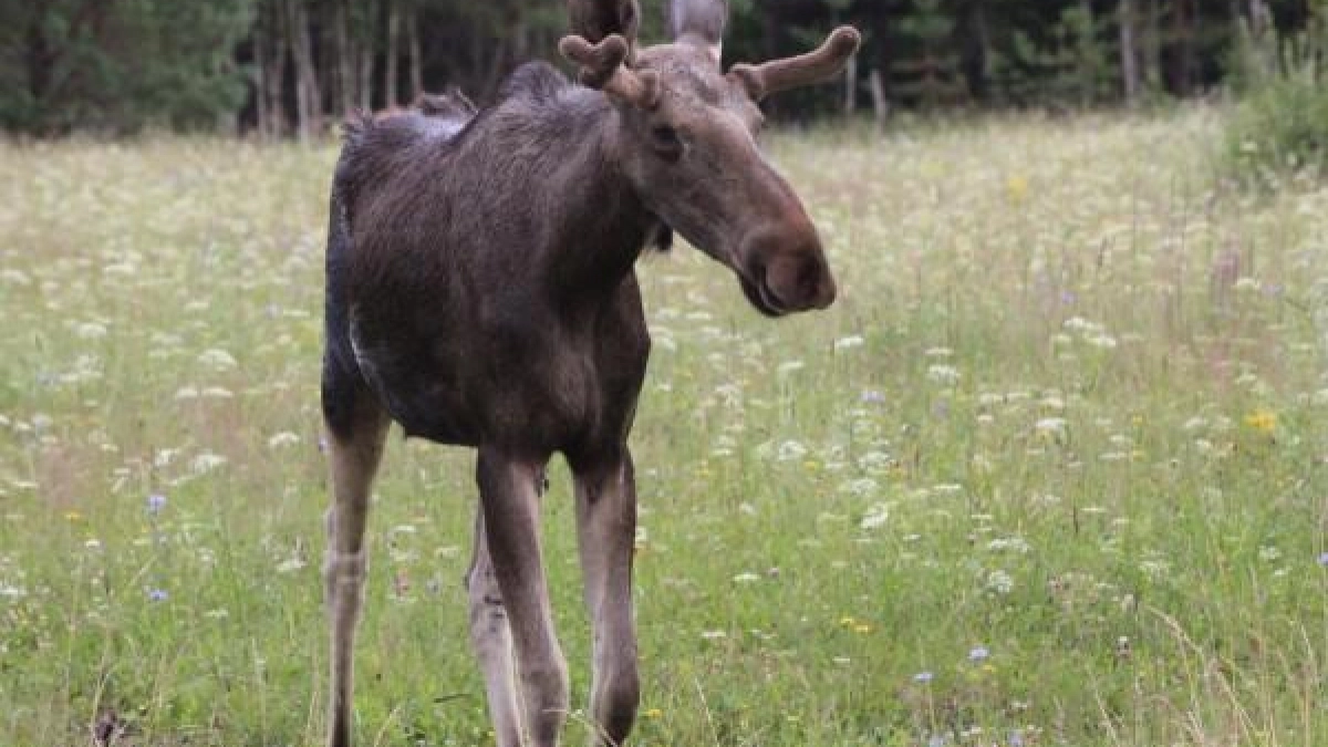 Минлесхоз Нижегородской области повысил лимиты добычи дичи на год